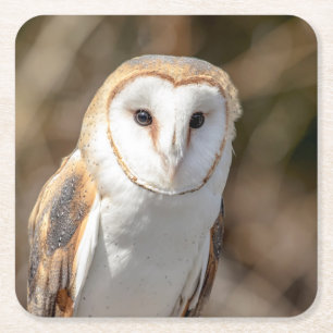 Barn Owl Vierkante Kartonnen Onderzetter