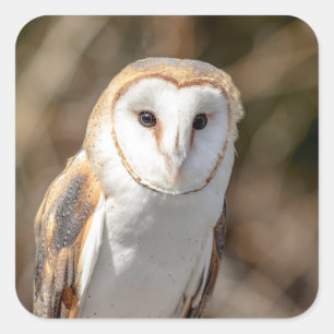 Barn Owl Vierkante Sticker