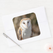 Barn Owl Vierkante Sticker (Envelop)