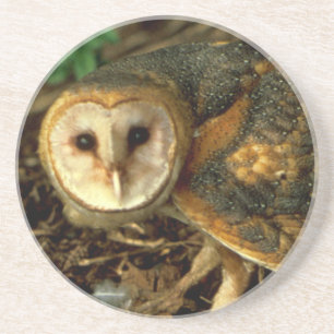 Barn Owl Zandsteen Onderzetter