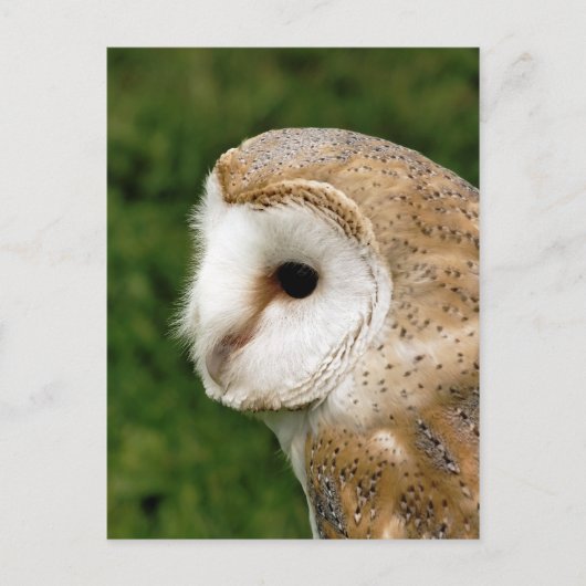 BARN OWLS BRIEFKAART (Voorkant)