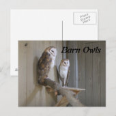 Barn Owls Briefkaart (Voorkant / Achterkant)
