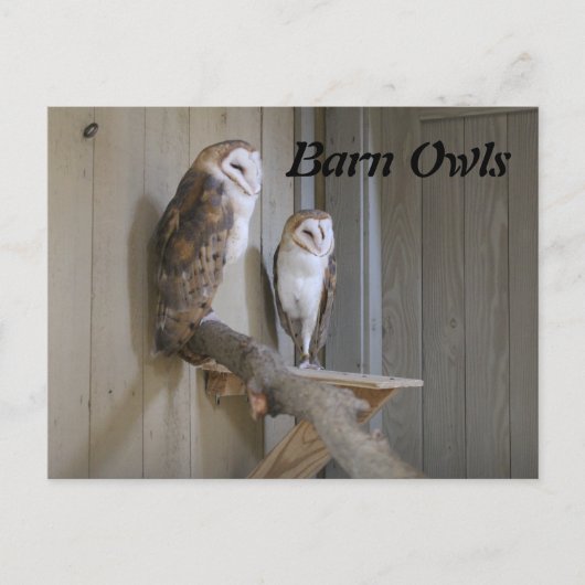 Barn Owls Briefkaart (Voorkant)