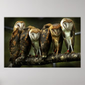 Barn Owls print (Voorkant)
