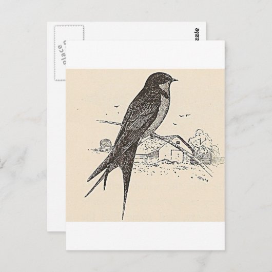 Barn Swallow Briefkaart (Voorkant / Achterkant)