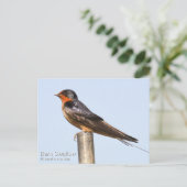 Barn Swallow Briefkaart (Staand voorkant)