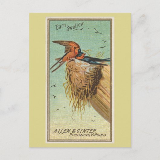 Barn Swallow Briefkaart (Voorkant)