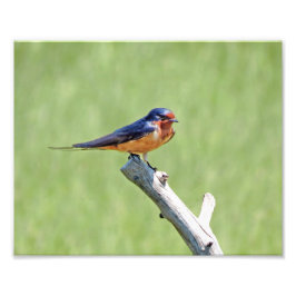 Barn Swallow-foto Foto Afdruk