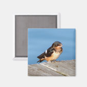 Barn Swallow magnet Magneet (Voorkant / Achterkant)