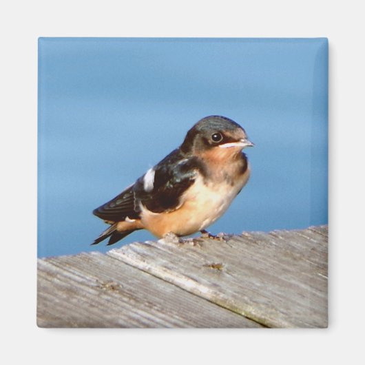 Barn Swallow magnet Magneet (Voorkant)