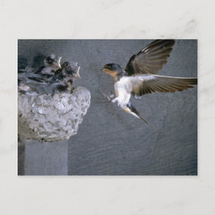 Barn Swallow nadert nest Briefkaart