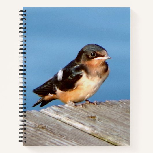 Barn Swallow notitieboek (Voorkant)