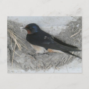 Barn Swallow op Nest DIY Briefkaart