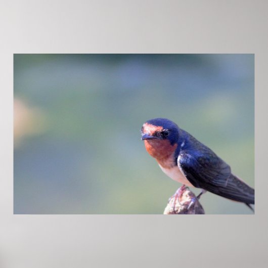 Barn Swallow Photo Poster (Voorkant)