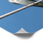 Barn Swallow Poster (Hoek)