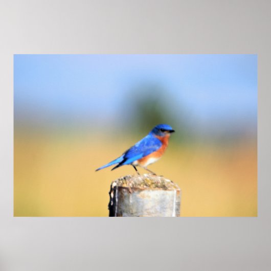 Barn Swallow Poster (Voorkant)