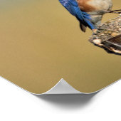 Barn Swallow Poster (Hoek)