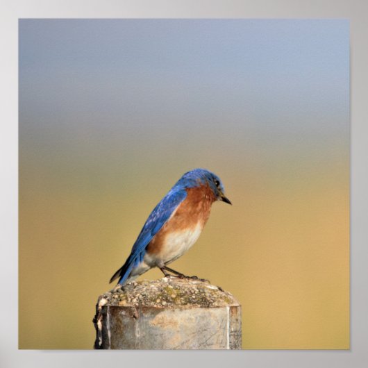 Barn Swallow Poster (Voorkant)