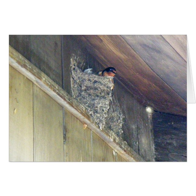 Barn Swallow-reeks (Voorkant Horizontaal)
