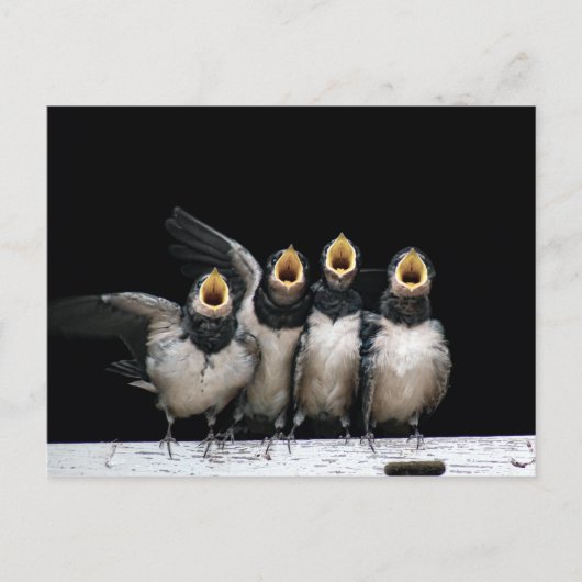 Barn Swallow Singing Briefkaart (Voorkant)