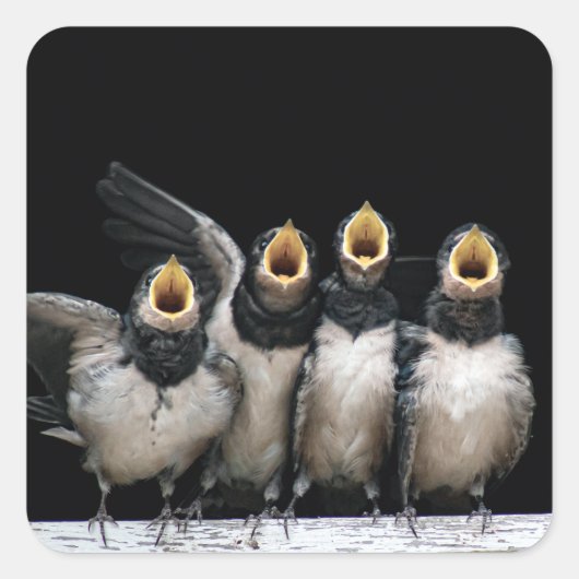 Barn Swallow Singing Vierkante Sticker (Voorkant)