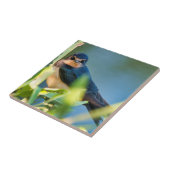 Barn swallow tegeltje (Zijkant)