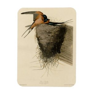 Barn Swallow van Audubon's Birds of America Magneet