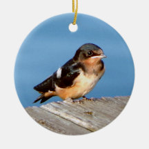 Barn Swallow-versiering