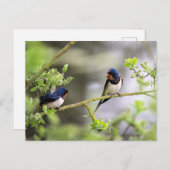 Barn Swallows Briefkaart (Voorkant / Achterkant)