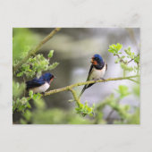 Barn Swallows Briefkaart (Voorkant)