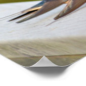 Barn Swallows Poster (Hoek)