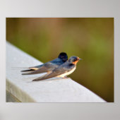Barn Swallows Poster (Voorkant)