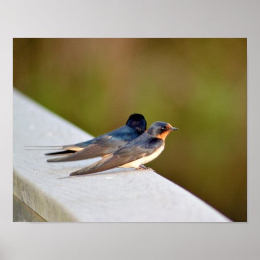 Barn Swallows Poster (Voorkant)