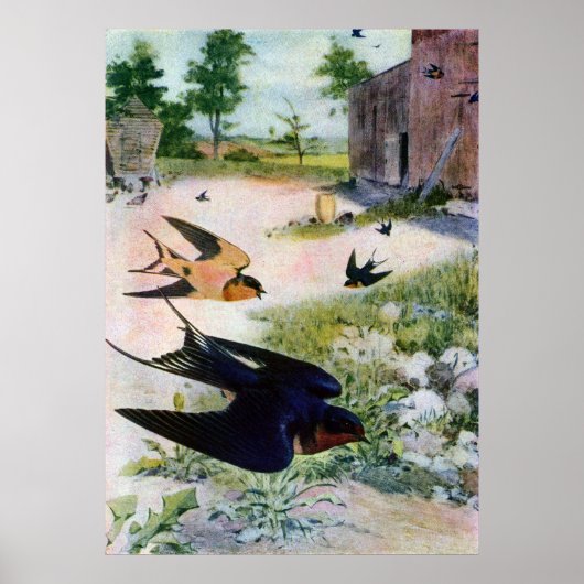 Barn Swallows vliegen rond oude gebouwen Poster (Voorkant)
