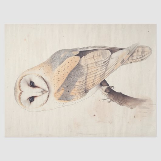 Barn Uil Decoupage Vogelschildering Art Tissuepapier (Voorkant)