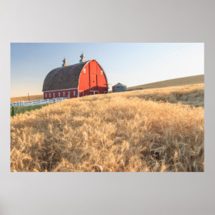 Barn, zomertarwevelden nabij Spraag, oostelijk dee Poster