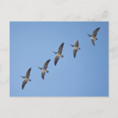 Barnacle Geese Briefkaart (Voorkant)