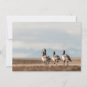 Barnacle Geese Nature Carte photo