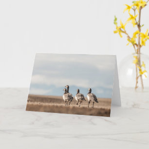 Barnacle Geese Natuur Foto Kaart