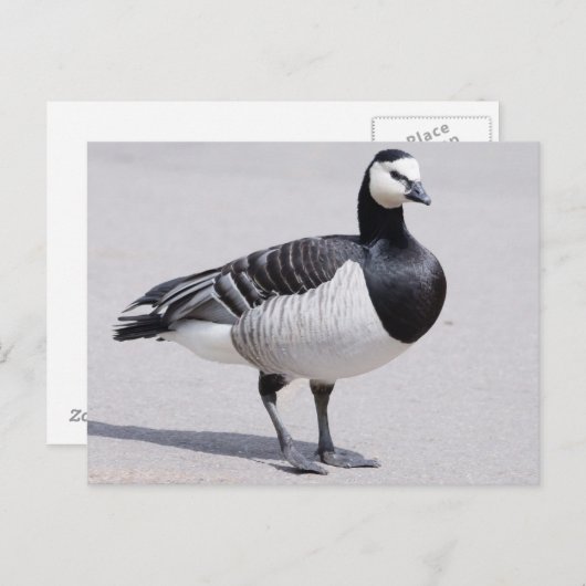 Barnacle Goose Briefkaart (Voorkant / Achterkant)