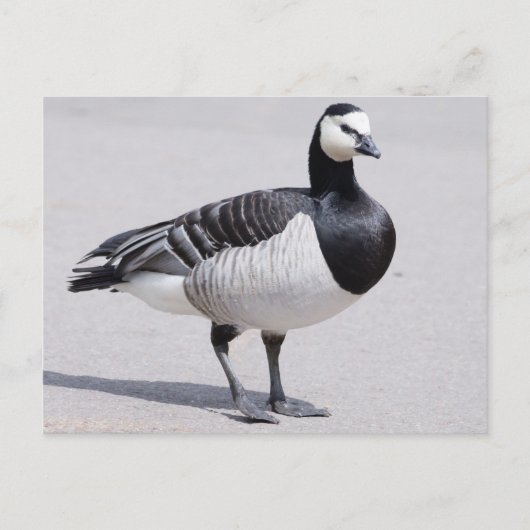 Barnacle Goose Briefkaart (Voorkant)
