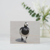 Barnacle Goose Briefkaart (Staand voorkant)