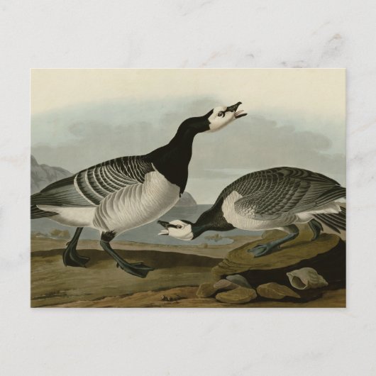 Barnacle Goose Briefkaart (Voorkant)
