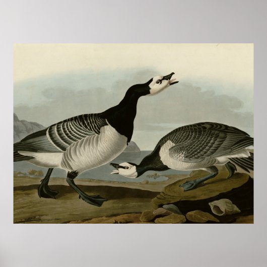 Barnacle Goose Poster (Voorkant)