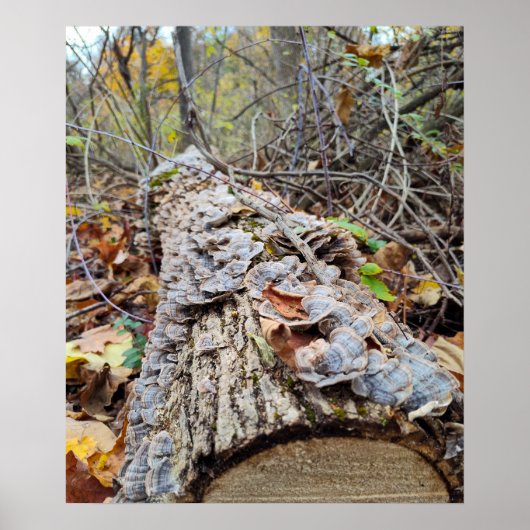 Barnacle Tree Log Poster (Voorkant)