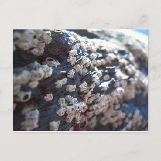 Barnacles 1 briefkaart (Voorkant)