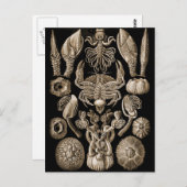 Barnacles Briefkaart (Voorkant / Achterkant)