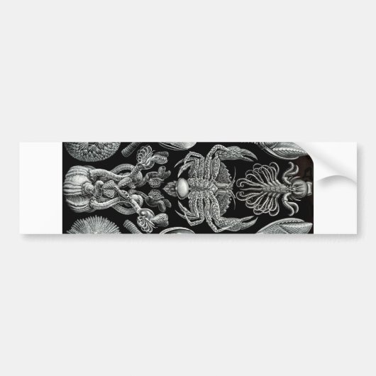 Barnacles Bumpersticker (Voorkant)