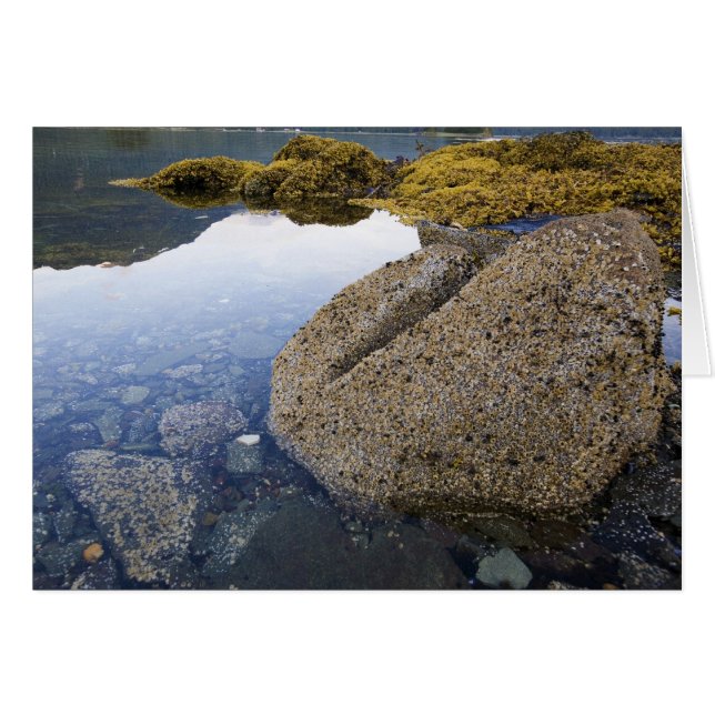Barnacles en Sky, Funter Bay, Alaska (Voorkant Horizontaal)
