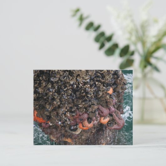Barnacles en zeestervis briefkaart (Staand voorkant)